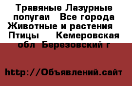 Травяные Лазурные попугаи - Все города Животные и растения » Птицы   . Кемеровская обл.,Березовский г.